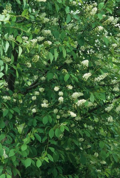 Prunus virginiana 'Schubert' Chokecherry from Kansas Roots