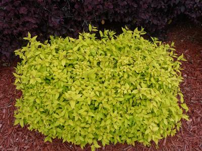 Spiraea japonica 'Goldmound' Spirea from Kansas Roots