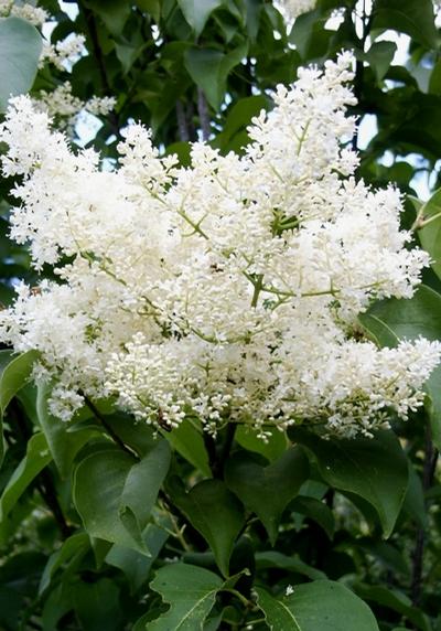 Syringa reticulata 'Ivory Silk' Japanese Tree Lilac from Kansas Roots