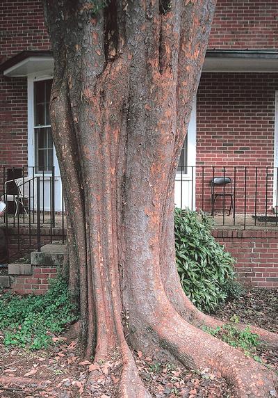 Ulmus parvifolia 'Allee®' Lacebark Elm from Kansas Roots