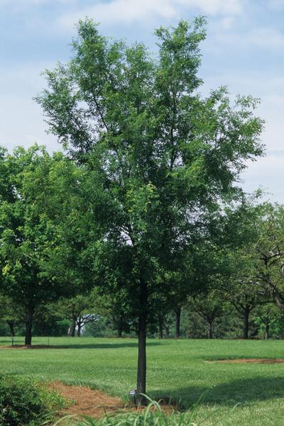 Ulmus parvifolia Lacebark Elm from Kansas Roots