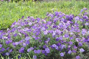Petunia x hybrida 'Shockwave® Series' Spreading Petunia from Kansas Roots