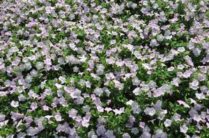 Petunia x hybrida 'Supertunia® Mini Series' Petunia from Kansas Roots