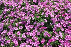 Petunia x hybrida 'Supertunia® Raspberry Blast®' Petunia from Kansas Roots