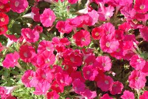 Petunia x hybrida 'Supertunia® Charm Series' Petunia from Kansas Roots