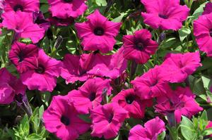 Petunia x hybrida 'Supertunia® Royal Magenta™' Petunia from Kansas Roots
