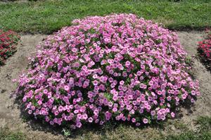 Petunia x hybrida 'Supertunia® Vista Bubblegum' Petunia from Kansas Roots