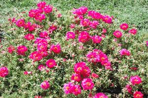 Portulaca x hybrida 'Happy Hour™ Series' Moss Rose from Kansas Roots