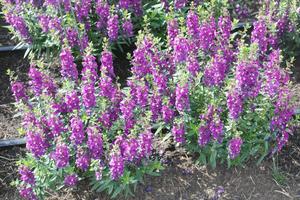 Angelonia 'Serenita Series' Summer Snapdragon from Kansas Roots