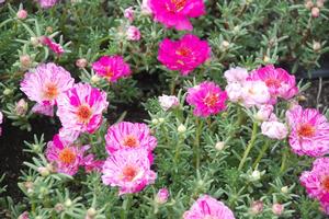 Portulaca x hybrida 'Happy Trail™ Series' Moss Rose, Purslane from Kansas Roots