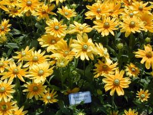 Rudbeckia hirta 'Prairie Sun' Black-eyed Susan from Kansas Roots