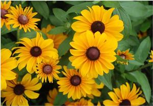 Rudbeckia x 'Tiger Eye Gold' Black-eyed Susan from Kansas Roots
