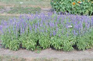 Salvia farinacea 'Evolution' Mealy Cup Sage from Kansas Roots