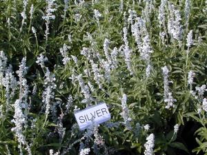Salvia farinacea 'Silver White' Mealycup Sage from Kansas Roots