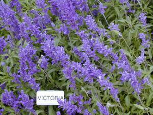 Salvia farinacea 'Victoria Blue' Mealycup Sage from Kansas Roots
