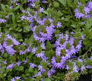 Scaevola aemula 'Outback Fan Dancer' Fan Flowers from Kansas Roots