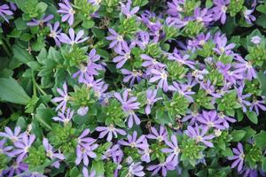 Scaevola aemula 'Surdiva® Series' Fan Flower from Kansas Roots