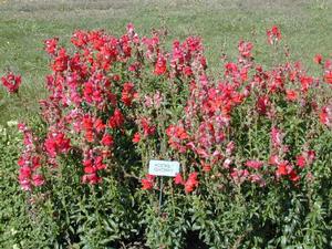 Anthirrhinum 'Rocket Cherry' Snapdragon from Kansas Roots