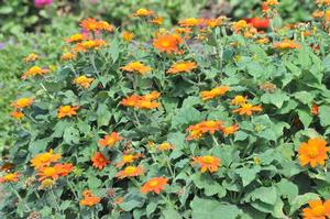 Tithonia rotundifolia 'Fiesta del Sol' Mexican Sunflower from Kansas Roots