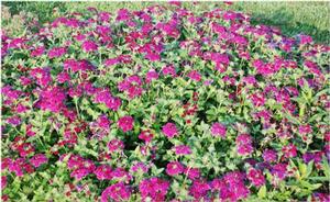 Verbena x hybrida 'Superbena® Burgundy' Verbena from Kansas Roots