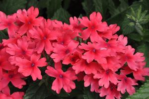 Verbena x hybrida 'Superbena® Coral Red' Verbena from Kansas Roots