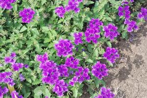 Verbena x hybrida 'Superbena® Dark Blue' Verbena from Kansas Roots