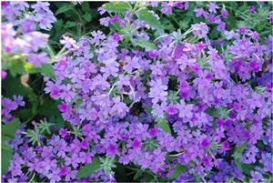 Verbena x hybrida 'Superbena® Large Lilac Blue' Verbena from Kansas Roots