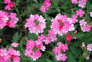 Verbena x hybrida 'Lanai™ Bright Pink' Verbena from Kansas Roots