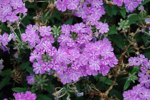 Verbena x hybrida 'Lanai™ Lavender Star' Wishbone Flower from Kansas Roots