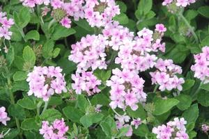 Verbena x hybrida 'Superbena® Pink Parfait' Verbena from Kansas Roots