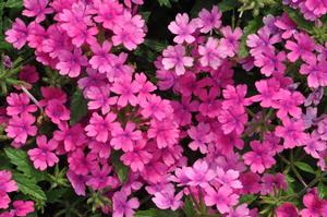 Verbena x hybrida 'Superbena® Pink Shades' Verbena from Kansas Roots