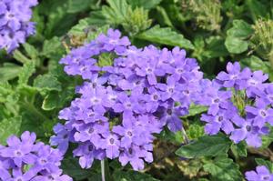 Verbena x hybrida 'Superbena® Royale Chambray' Verbena from Kansas Roots
