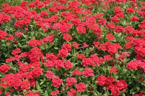 Verbena x hybrida 'Temari® Cherry Red' Wishbone Flower from Kansas Roots