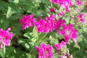 Verbena x hybrida 'Temari® Patio Hot Pink' Wishbone Flower from Kansas Roots