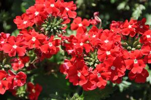 Verbena x hybrida 'Tukana® Scarlet' Verbena from Kansas Roots
