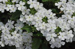 Verbena x hybrida 'Tukana® White' Wishbone Flower from Kansas Roots