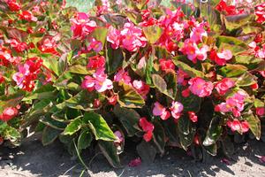 Begonia x benariensis 'BIG Series' Begonia from Kansas Roots