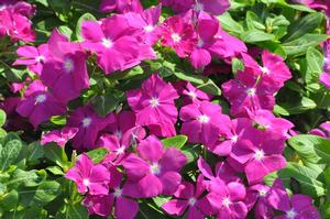 Catharanthus roseus 'Pacifica XP series' Vinca from Kansas Roots