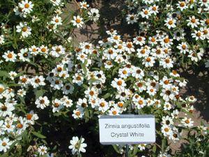 Zinnia angustifolia 'Crystal White' Zinnia from Kansas Roots
