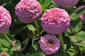 Zinnia elegans 'Oklahoma series' Zinnia from Kansas Roots