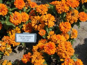 Zinnia elegans 'Short Stuff Orange' Zinnia from Kansas Roots