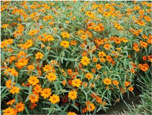 Zinnia angustifolia 'Star Orange' Zinnia from Kansas Roots