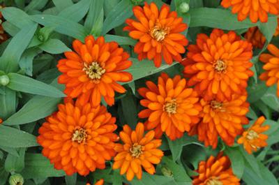 Zinnia marylandica 'Zahara® Series' Zinnia from Kansas Roots