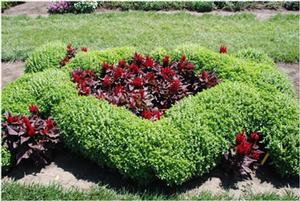 Ocimum basilicum 'Boxwood' Sweet Basil from Kansas Roots