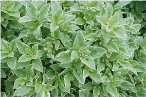 Ocimum citriodorum 'Pesto Perpetuo' Basil from Kansas Roots