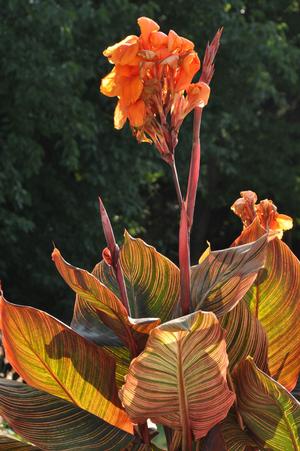 Canna 'Tropicanna®' Canna from Kansas Roots