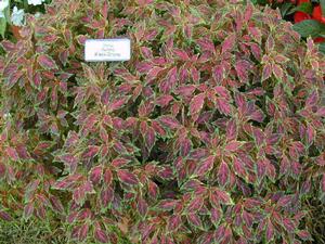 Solenostemon scutellarioides 'Aurora™ Black Cherry' Coleus from Kansas Roots