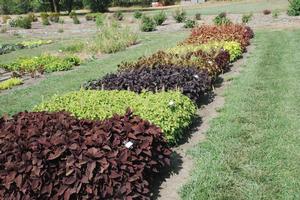Solenostemon scutellarioides 'ColorBlaze® Series' Coleus from Kansas Roots