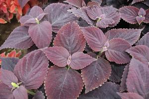 Solenostemon scutellarioides 'Dark Chocolate' Coleus from Kansas Roots