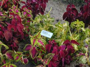 Solenostemon scutellarioides 'Rainbow Mix' Coleus from Kansas Roots